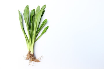 Obraz premium Culantro is an aromatic herb with a scent similar to coriander.