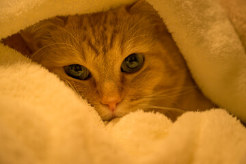  柔らかい毛布に包まれてリラックスするマンチカンの姿