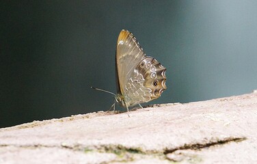 butterfly on a tree