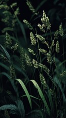 Obraz premium Close-up of verdant grass in shadowy light