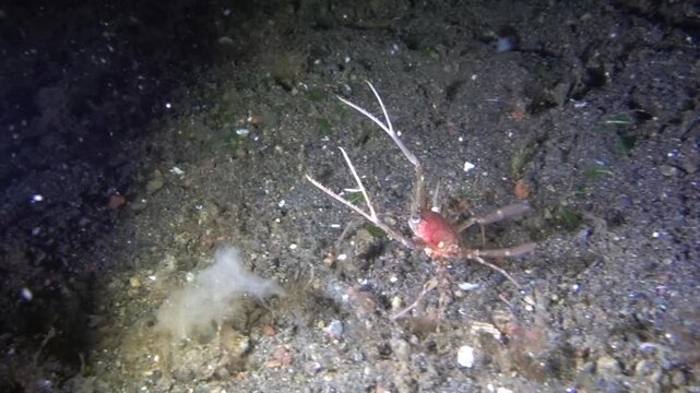 A Crab in Defense Mode