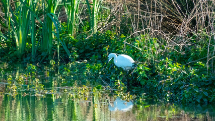 Elegant white heron: Egret (Egretta garzetta) standing on the bank of a calm pond awaiting prey