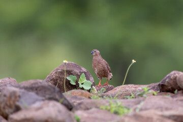Rock bush quail (Perdicula argoondah), Male at Bhigwan, Maharashtra, India	