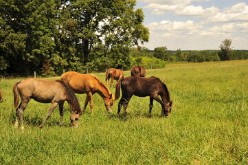 Fototapeta premium Welsh ponies garzing