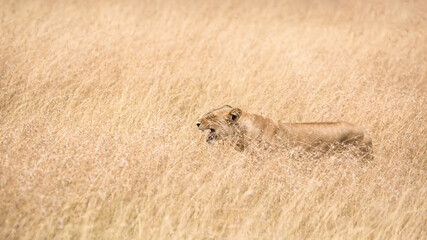 Young adult lioness, panthera leo, camouflaged in the long, dry red-oat grass of the Masai Mara, Kenya. This watchful female is hunting. Side profile.
