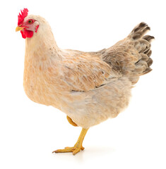 Chicken isolated on white background full body