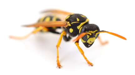 Wasp isolated on white background, macro close up