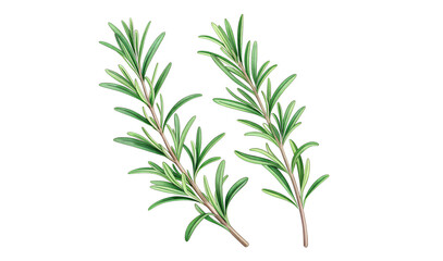 Obraz premium rosemary isolated on white background. PNG Transparent file type with high definition quality And vibrant color grading Available.
