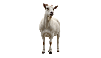 White Goat Standing Isolated. Full body studio shot of a domestic farm animal with horns and beard on a pure white background, ideal for cutouts and design projects.