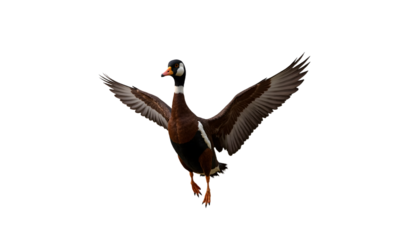Hawaiian Goose (Nene) in Flight Isolated on White. Dynamic wild bird with wings spread, a clean cutout for nature and wildlife themes.
