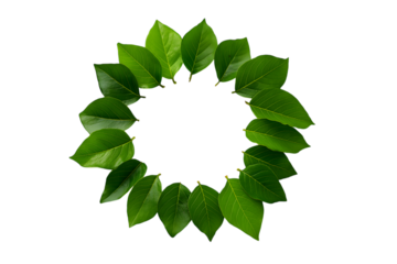  circle of fresh green leaves arranged in circular pattern isolated on white background