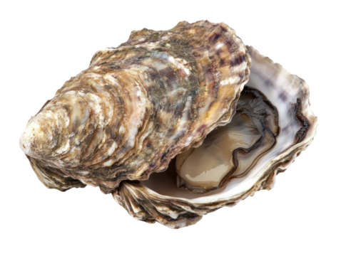 Open Oyster Shell on Display