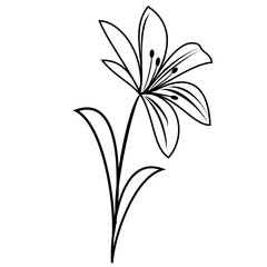 lily flower line drawing isolated on white