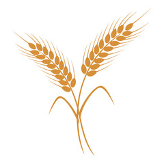 Vector art of two stalks of wheat © Muhin