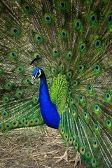 Fototapeta premium Peacock displaying feathers