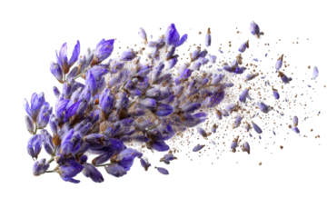 Lavender blossoms explode into a flurry of dried particles
