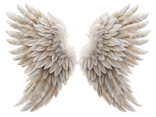 angel wings isolated on white background. PNG Transparent file type with high definition quality And vibrant color grading Available.