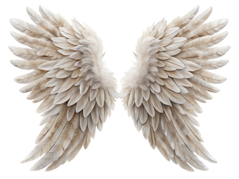 angel wings isolated on white background. PNG Transparent file type with high definition quality And vibrant color grading Available.