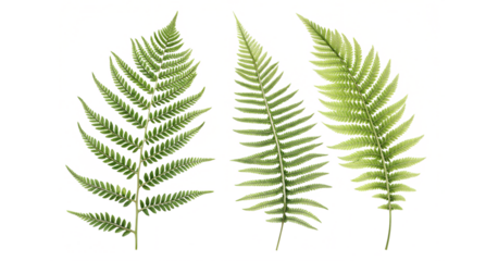 fern leaf  isolated on white background. PNG Transparent file type with high definition quality And vibrant color grading Available.