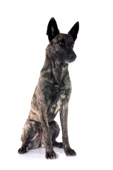 Dutch Shepherd in studio
