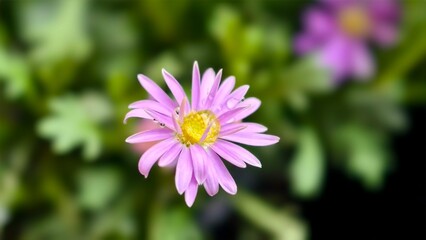 Obraz premium Thymophylia Tenuiloba or Daisy, it is commonly used in bouquets to give to loved ones.