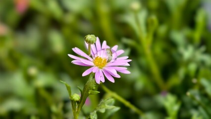 Obraz premium Thymophylia Tenuiloba or Daisy, it is commonly used in bouquets to give to loved ones.