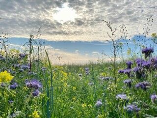meadow with flowers, Bornholm, Denmark, beautiful, nature, island, Europe 