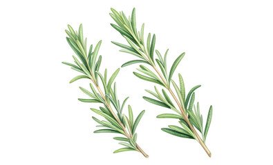 bunch of rosemary isolated on white background. PNG Transparent file type with high definition quality And vibrant color grading Available.