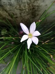 white frangipani flower