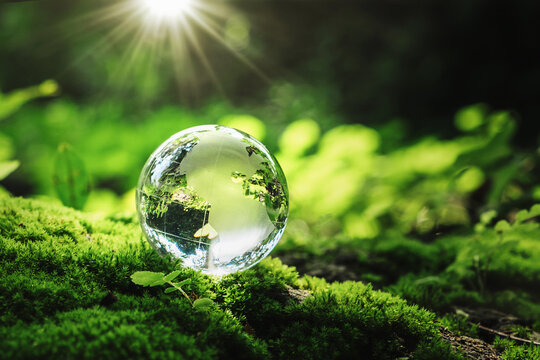  clear globe is sitting on  green mossy ground