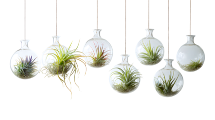 Air plants hanging in glass globes bring a vibrant modern touch to home decor and botanical arrangements isolated on white background