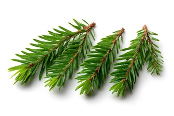 Naklejka premium Green Spruce Fir Tree Branches Isolated on White Background for Christmas and Winter Decorations