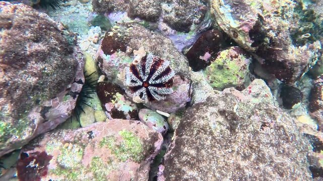 Tripneustes gratilla (collector urchin, halloween urchin, Echinus gratilla) in the water. Collector urchins are dark in color, usually bluish-purple with white spines.