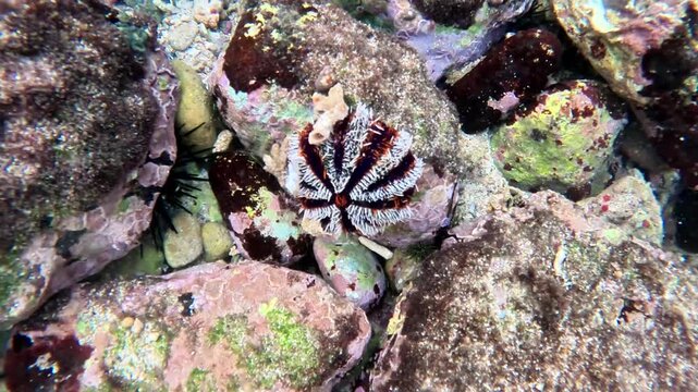 Tripneustes gratilla (collector urchin, halloween urchin, Echinus gratilla) in the water. Collector urchins are dark in color, usually bluish-purple with white spines.