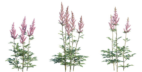 Set of Astilbe chinensis (commonly known as false goat's beard, tall false-buck's-beard, Chinese...