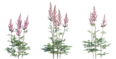 Set of Astilbe chinensis (commonly known as false goat's beard, tall false-buck's-beard, Chinese astilbe) isolated png on a transparent background perfectly cutout high resolution