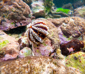 Tripneustes gratilla (collector urchin, halloween urchin, Echinus gratilla) in the water. Collector urchins are dark in color, usually bluish-purple with white spines.