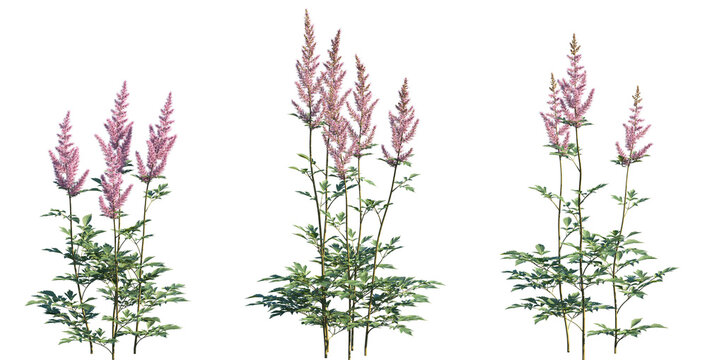 Set of Astilbe chinensis (commonly known as false goat's beard, tall false-buck's-beard, Chinese astilbe) isolated png on a transparent background perfectly cutout high resolution