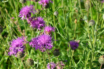 Vibrant Purple Flowers in a Lush Meadow