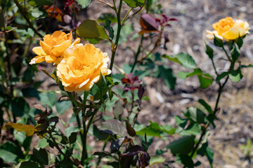 roses from a local park rose garden