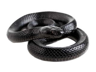 Black Snake Coiled