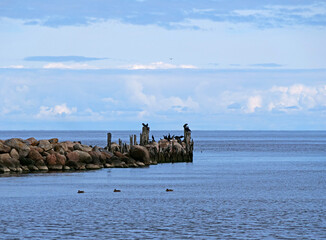 Cormorants on a ruined pier - Sea birds on old wood posts - A flock of great cormorants perches on...