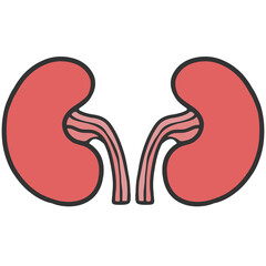 kidney illustration