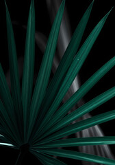 Fototapeta premium Dramatic close-up of vibrant dark green fan palm leaf, elegant lines against a mysterious black background.