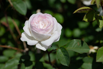 Roses in the rose garden at a local park