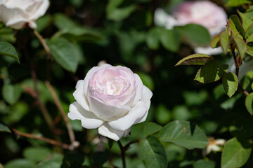 Roses in the rose garden at a local park