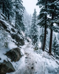 Snowy mountain trail through a forest