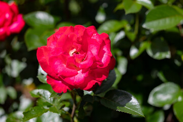 Roses in the rose garden at a local park