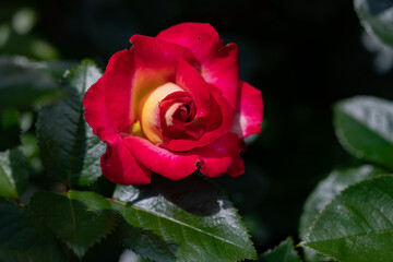 Roses in the rose garden at a local park