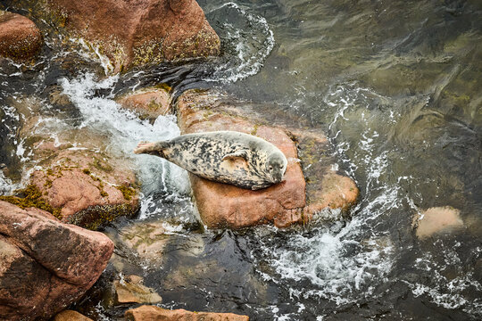 Harbor seal resting on a rock near Pleasant Bay off Cape Breton, Nova Scotia, Canada.